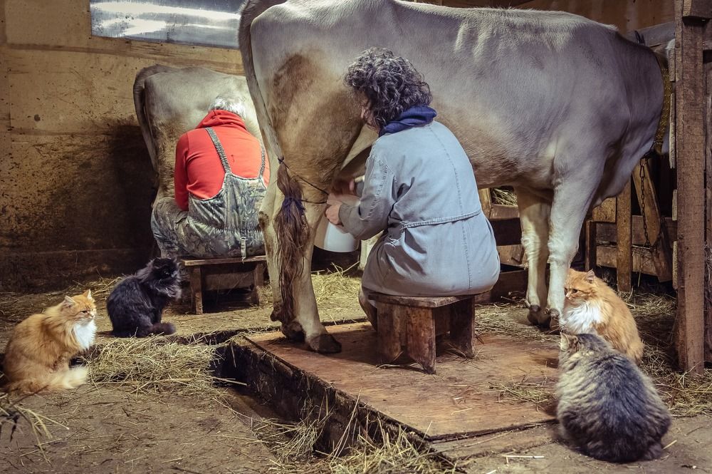 Все любят молоко.