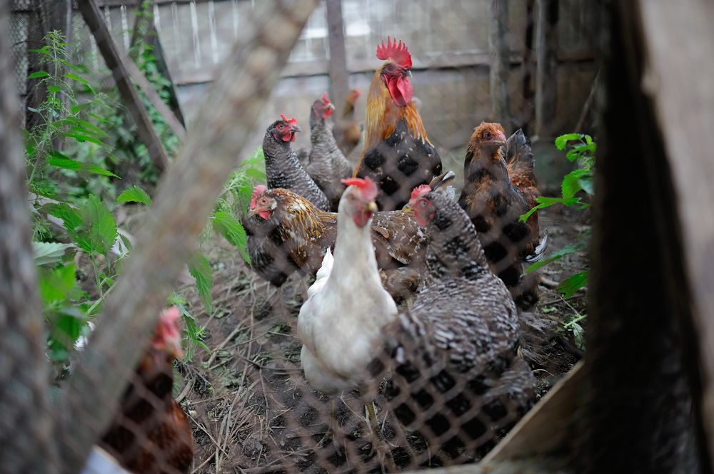 Photograph by Михаил Кинеев