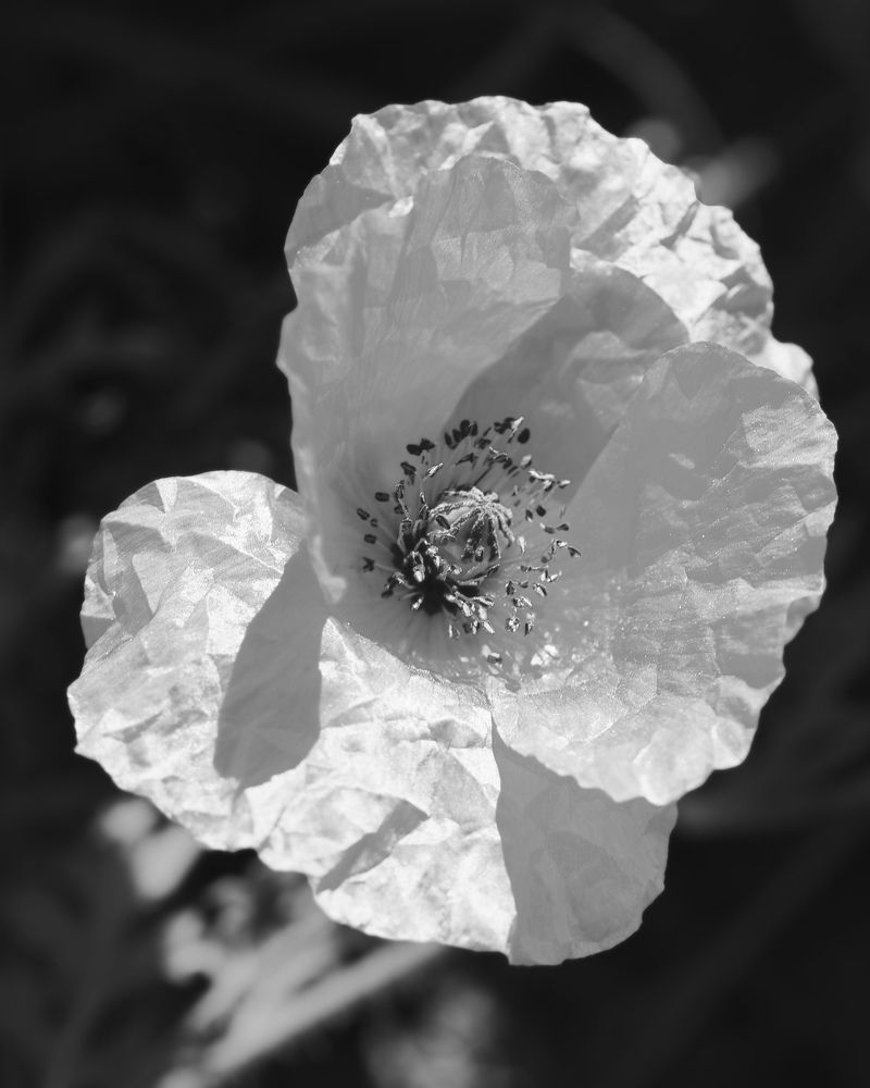 Photograph by Маргарита Смоленская