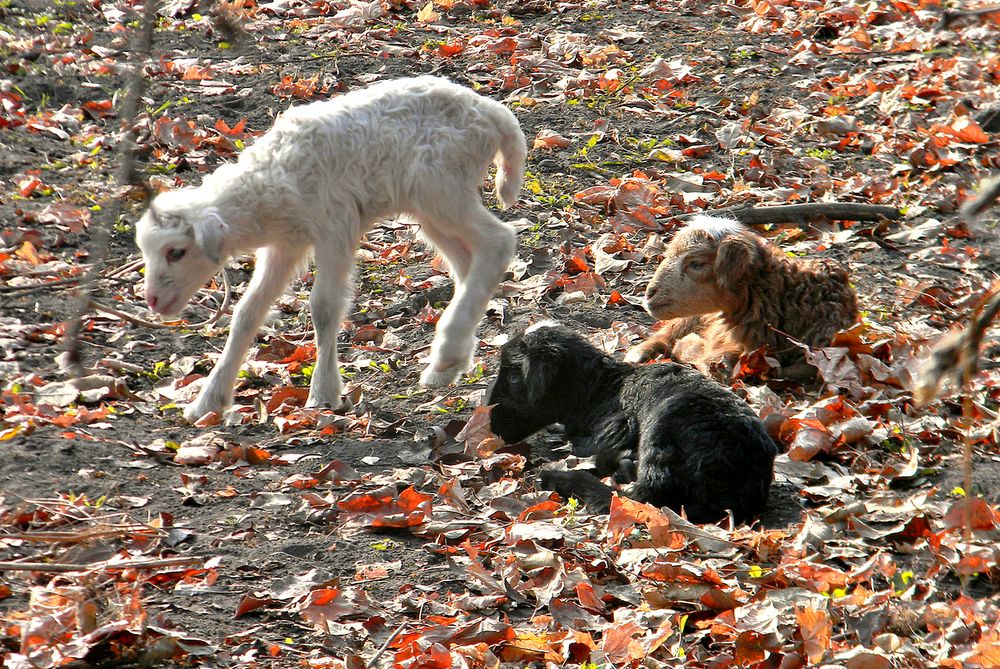 Родившаяся тройня ягнят