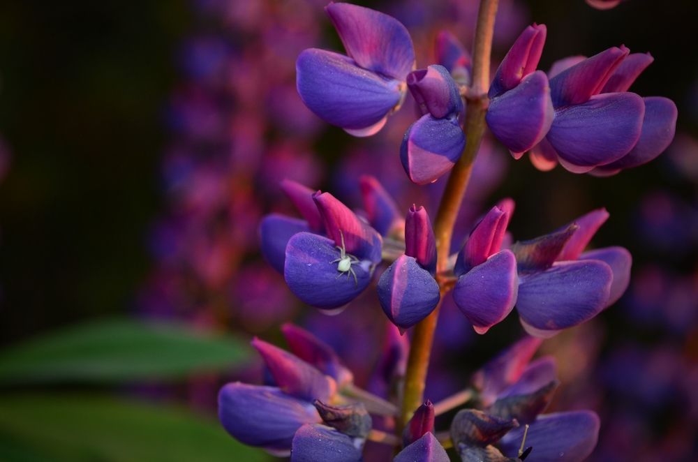 Photograph by Надежда Сморкалова