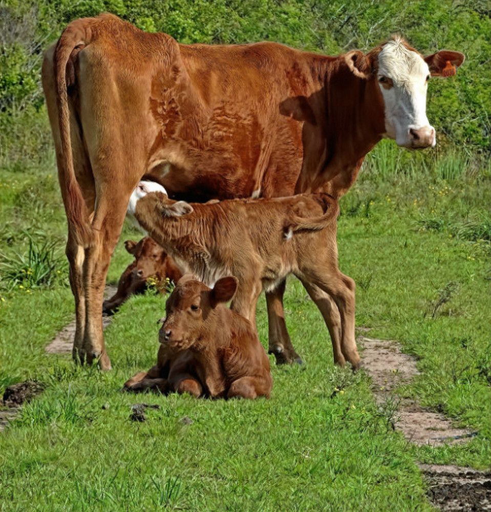 Photograph by Marcelo Luzzi