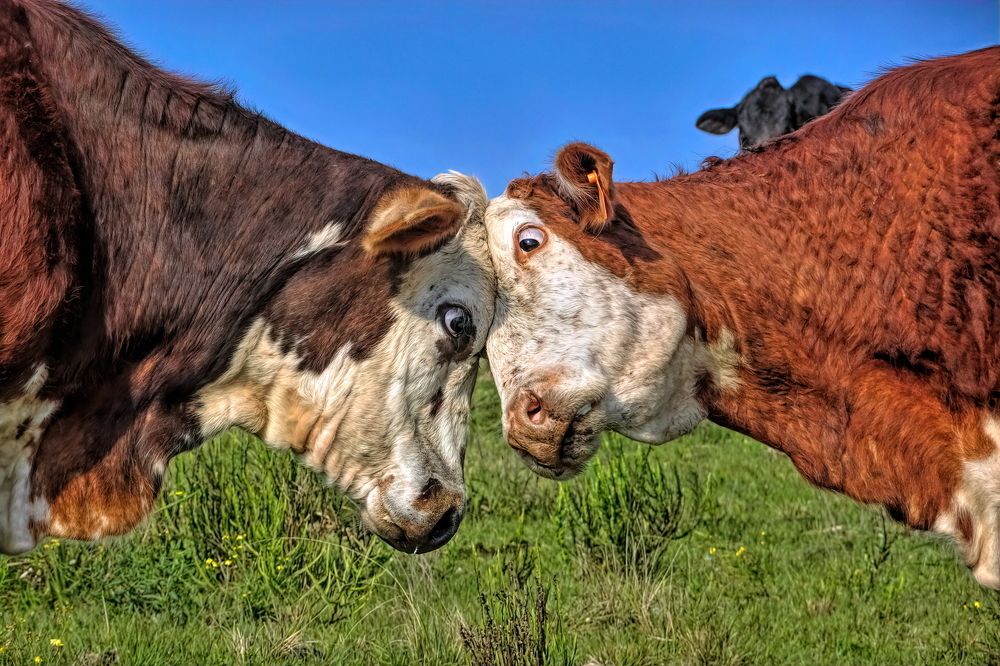 Photograph by Marcelo Luzzi