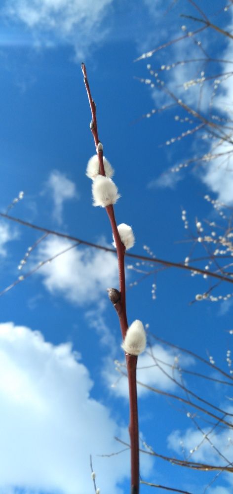 Photograph by Любовь Макарова