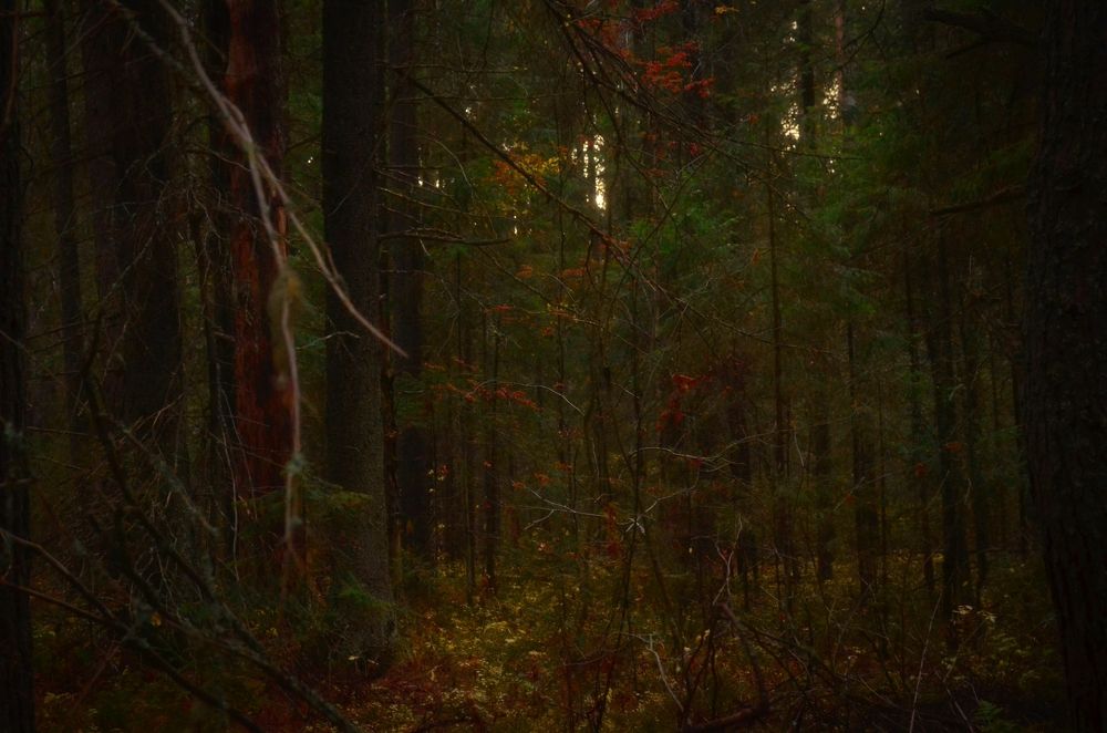 Photograph by Надежда Сморкалова