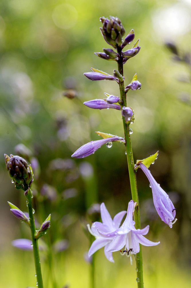 Фотография автора Alena Makushina