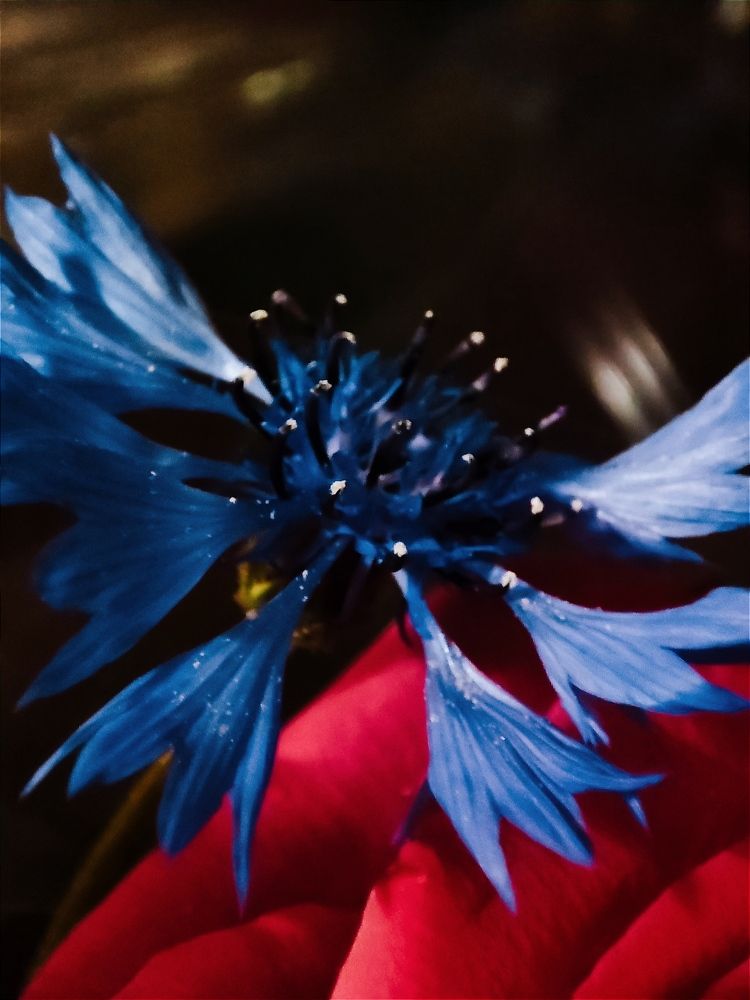 Photograph by DARIA DEMINA