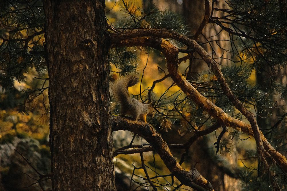 Фотография автора Александр Крапачев