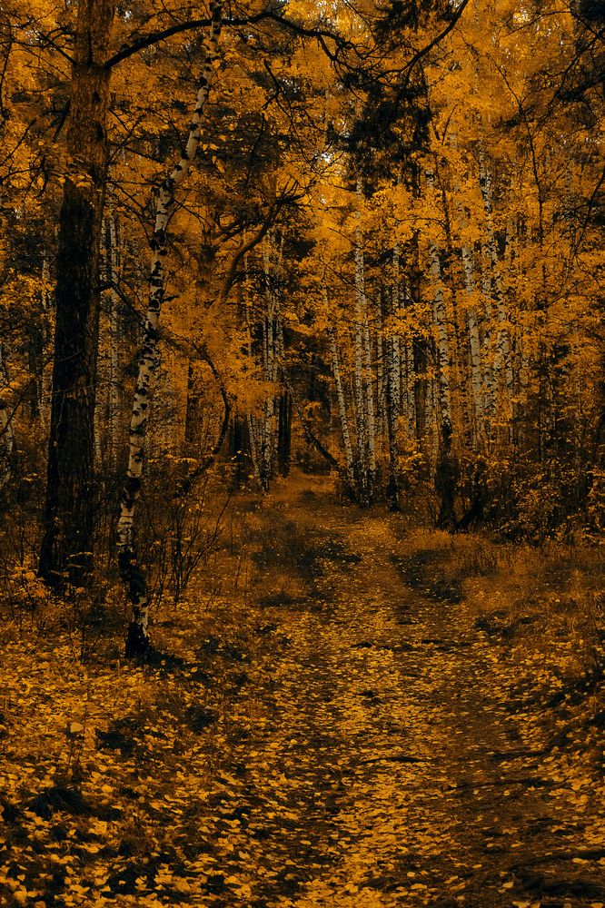 Фотография автора Александр Крапачев