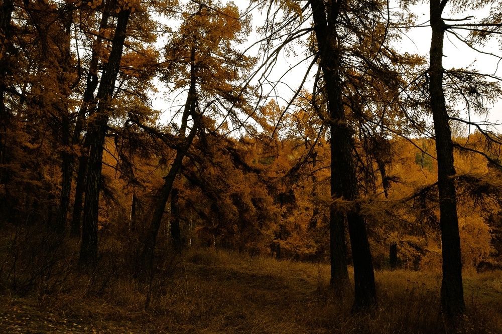 Фотография автора Александр Крапачев