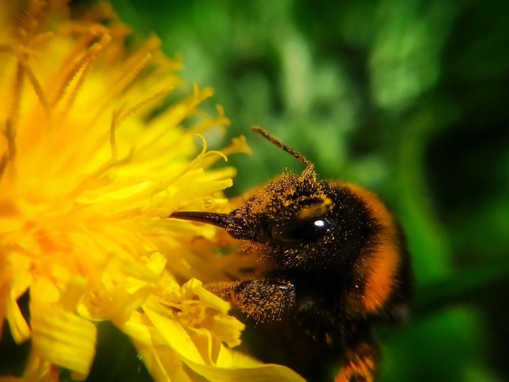 Photograph by Любовь Коровацкая