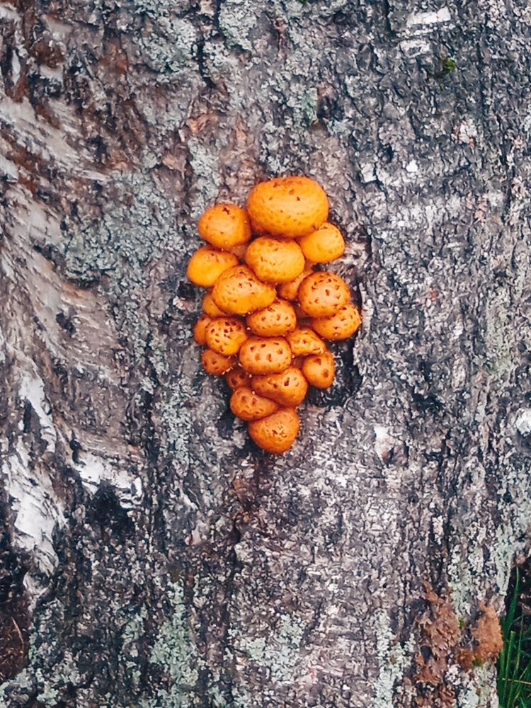 Photograph by Наталия Колемасова