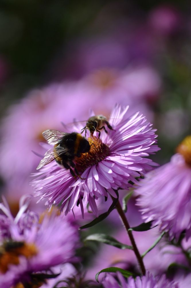 Photograph by Александра