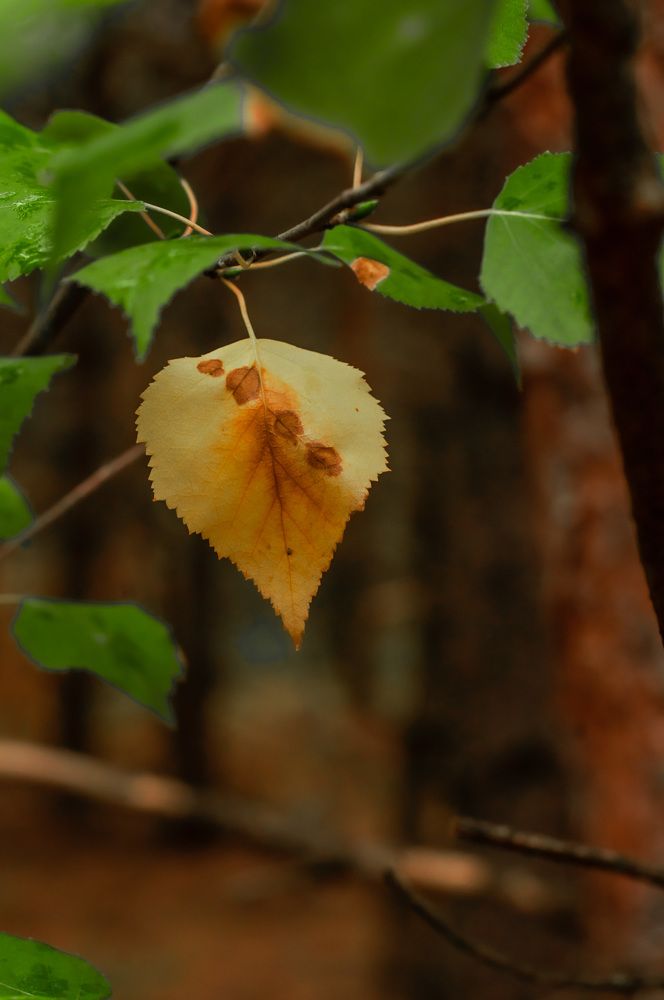 Photograph by Виктория Павлюк
