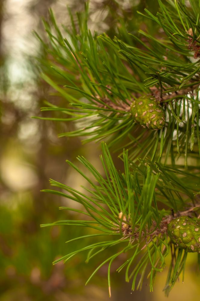 Photograph by Виктория Павлюк