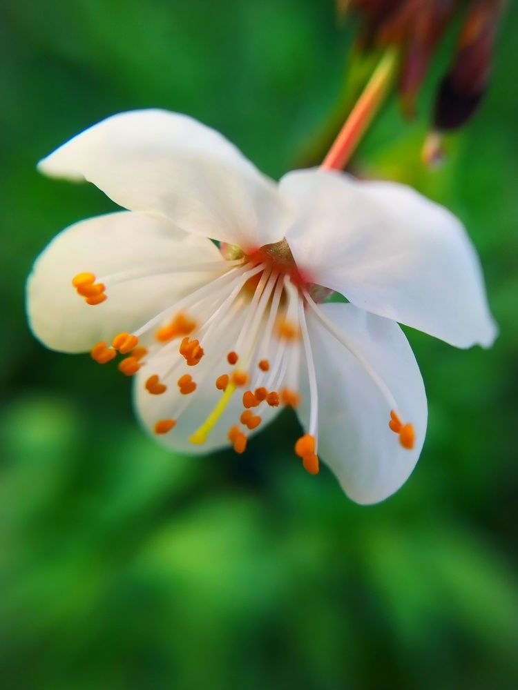 Photograph by Любовь Коровацкая