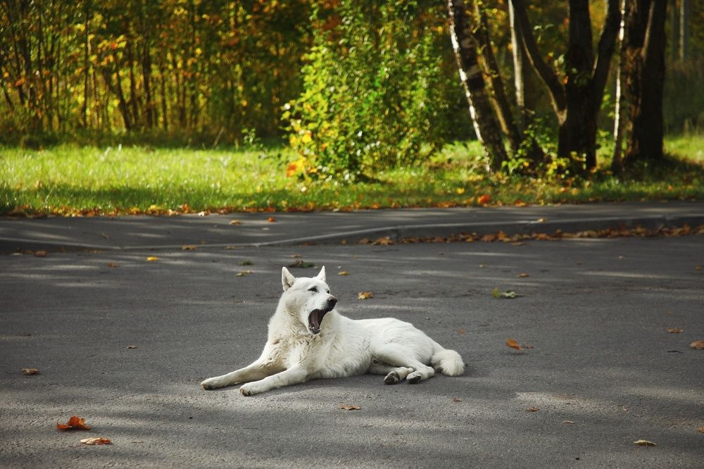 Photograph by Владимир Борозенец