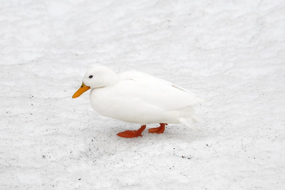 Photograph by Владимир Борозенец