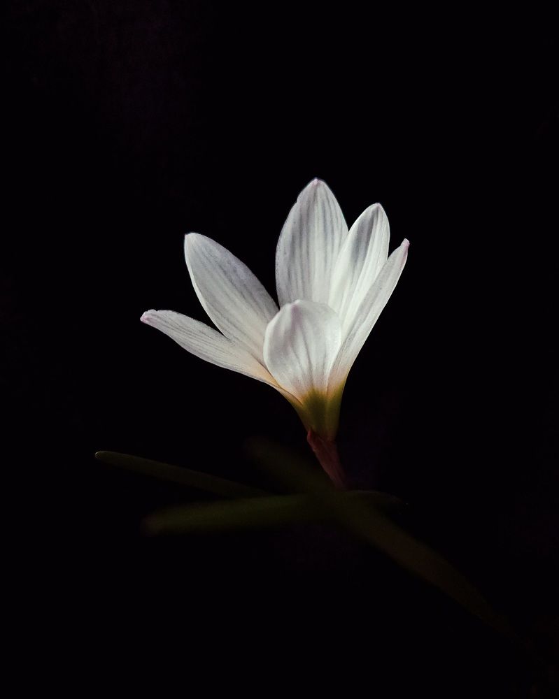 Photograph by Александра Кропивка