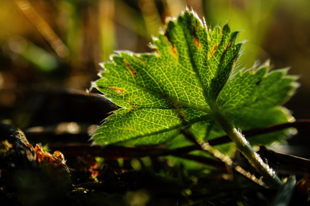 Photograph by Алексей Чеботарев