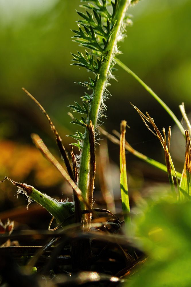 Photograph by Алексей Чеботарев