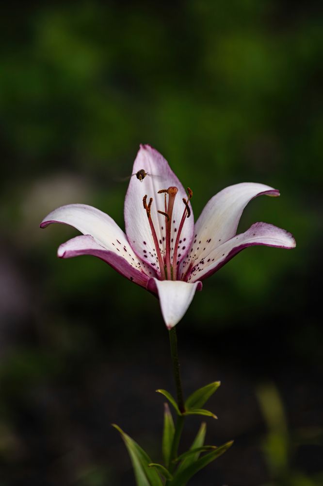 Photograph by Алексей Чеботарев