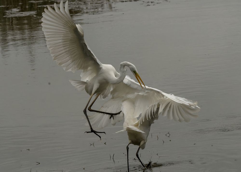 great egret