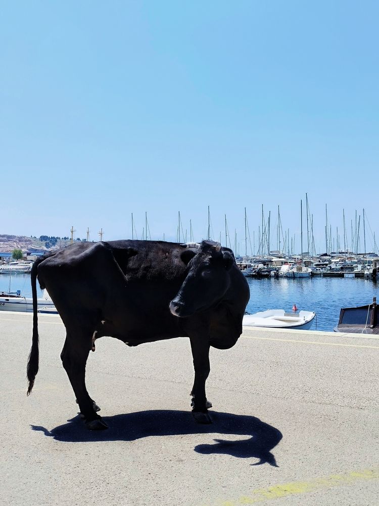 Фотография автора JELENA VASIC