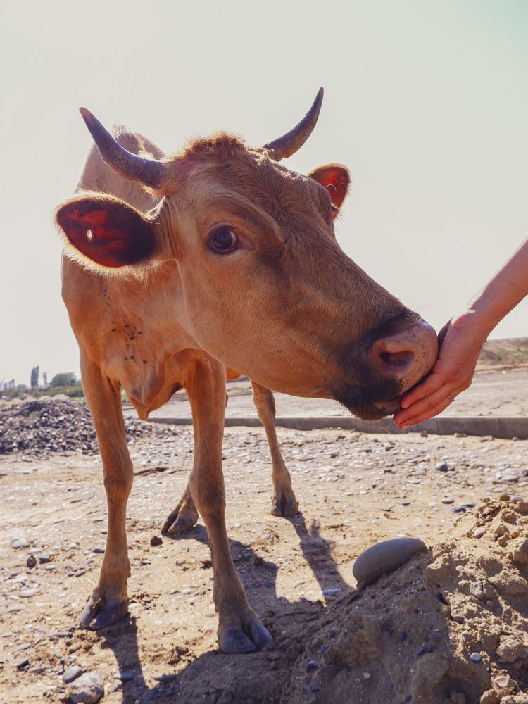 Фотография автора Султанов Азиз