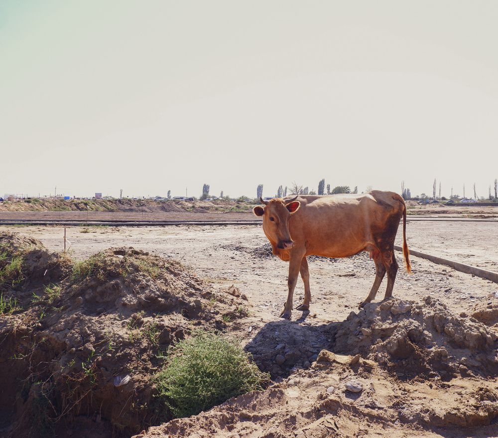 Фотография автора Султанов Азиз