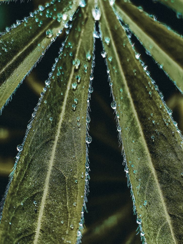 Макролюпин