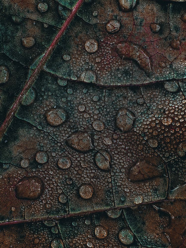 Осенняя роса