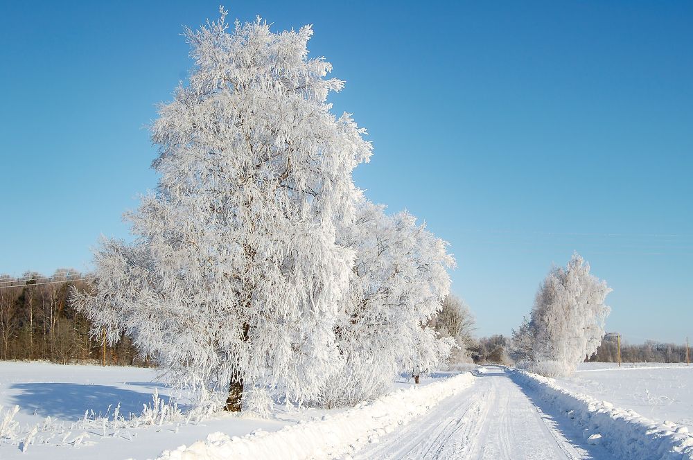 Photograph by Janis Serdienis