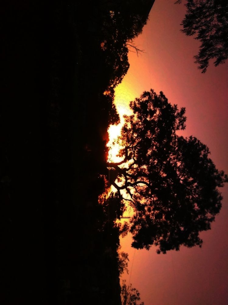 The orange rise