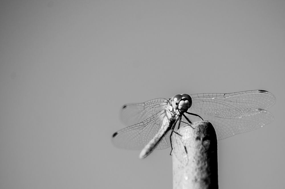 Photograph by Артём Серегин