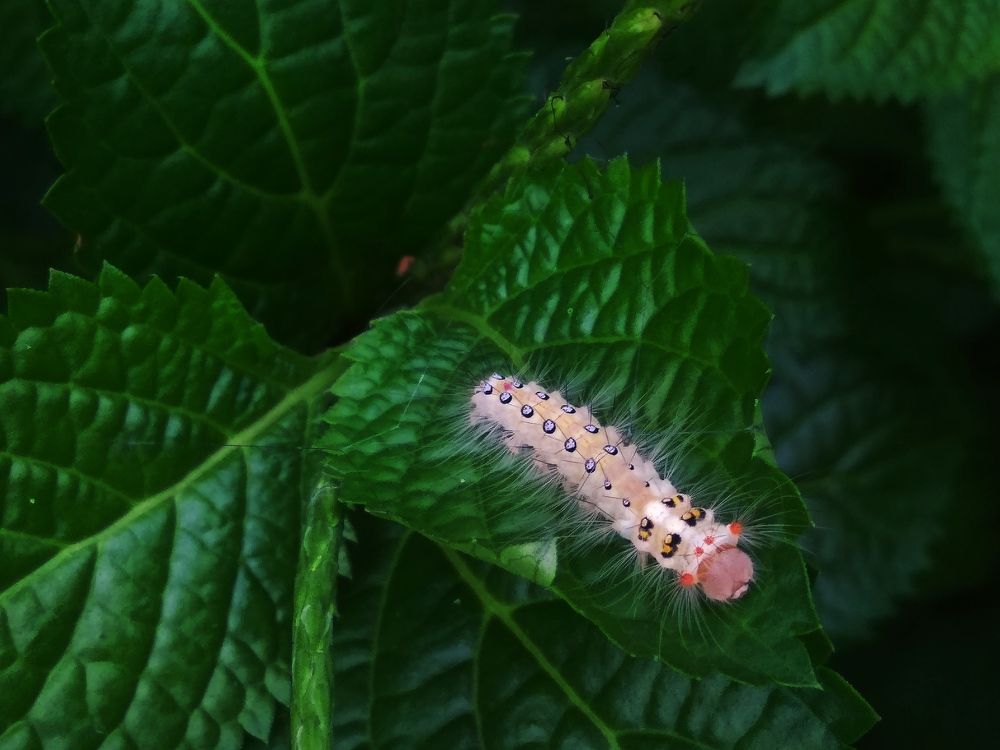 Tussock moth caterpillar
