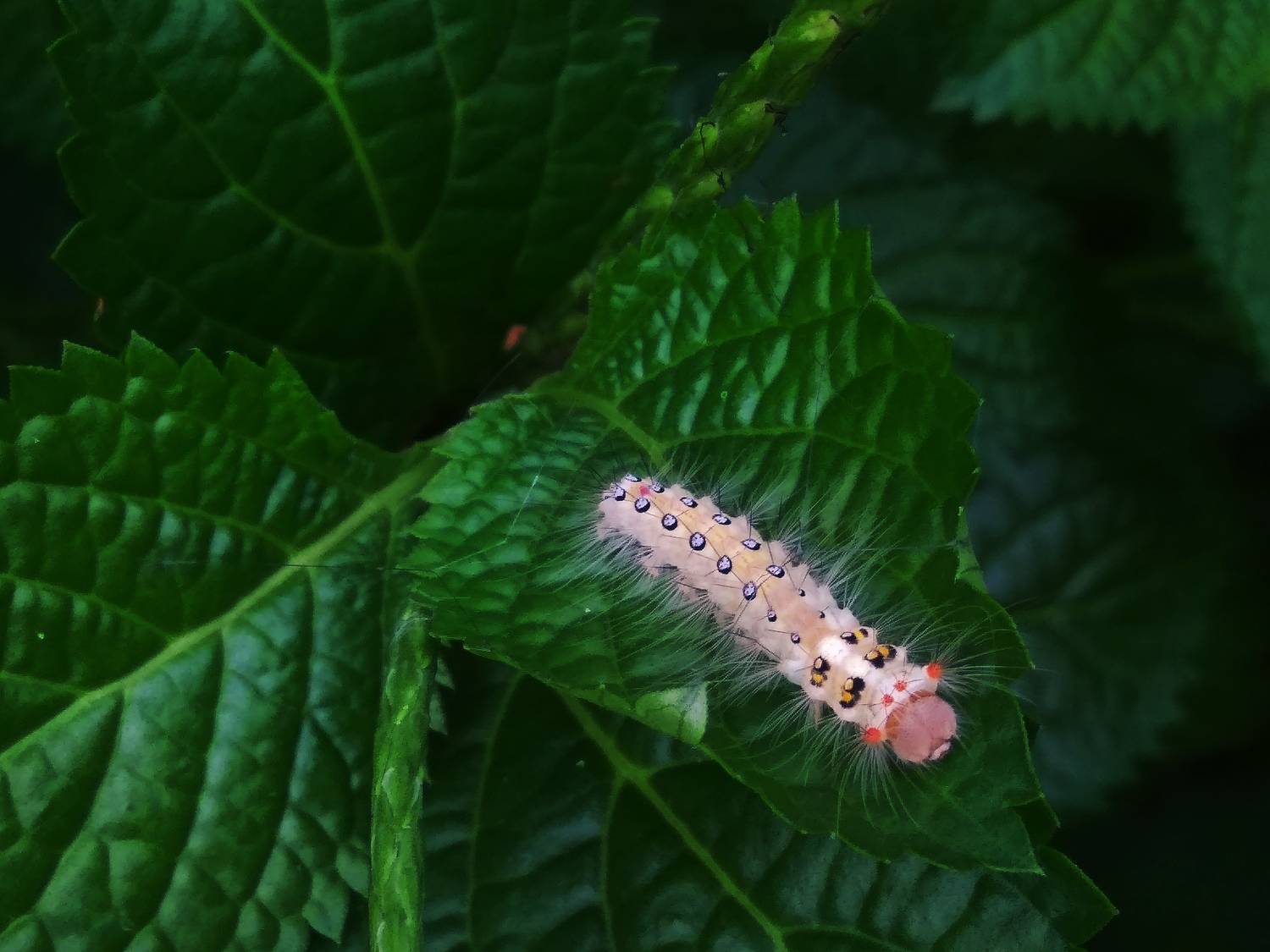 Tussock moth caterpillar