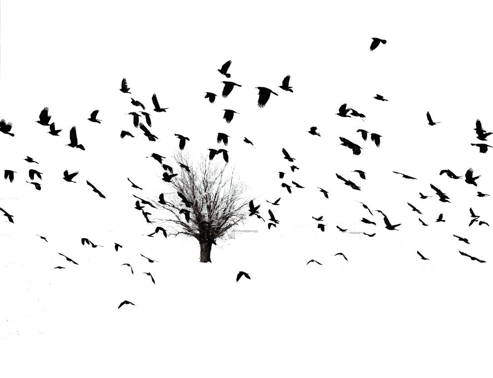 Фотография автора Mohammad davarpanah