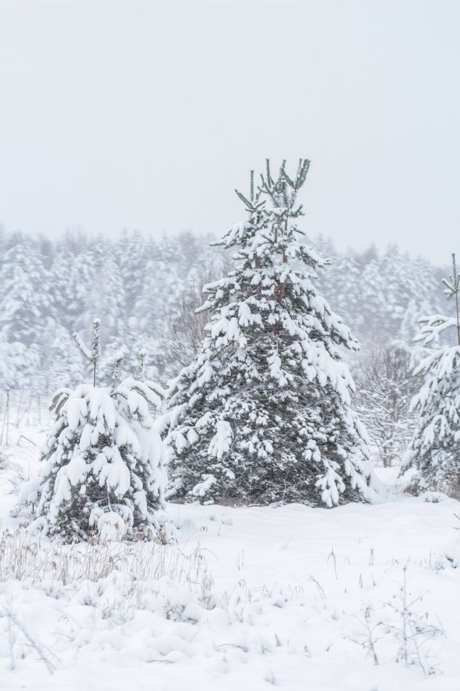 Photograph by Алиса Маркина