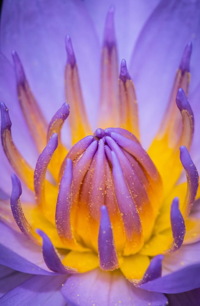 Фотография автора Dipayan Debbarma