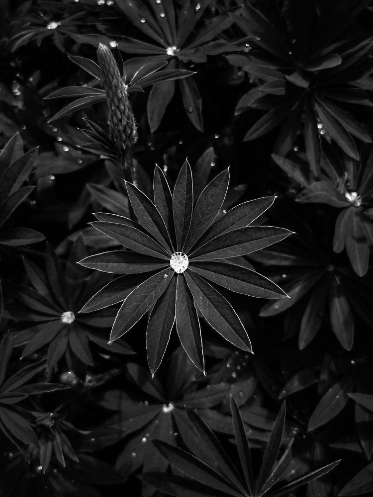 Photograph by Алиса Маркина