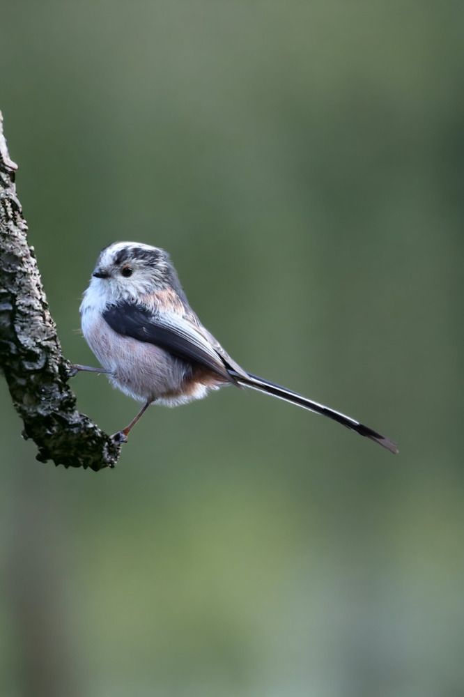 Photograph by Ambi Puvi