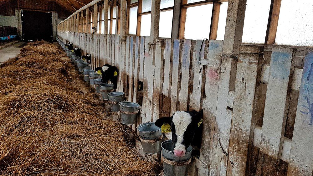 Фотография автора Дана Богинская