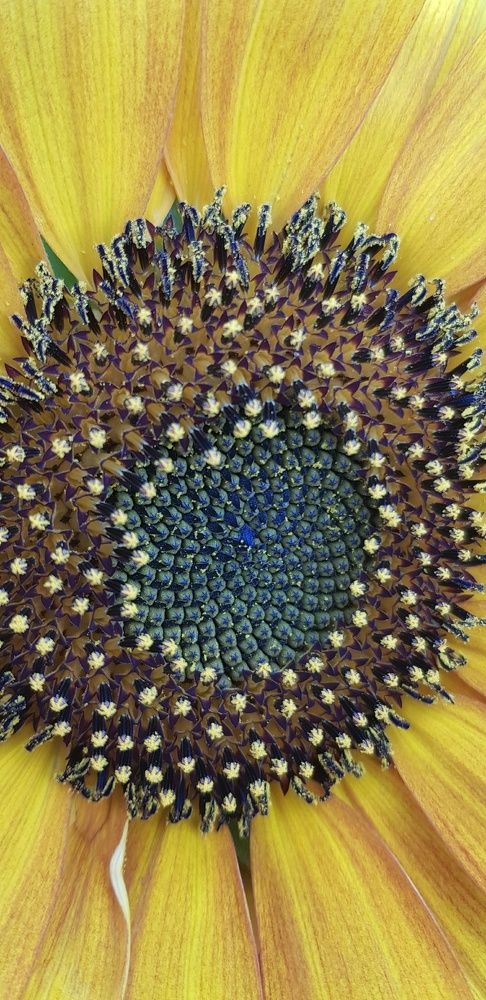 Фотография автора Ольга Мусина