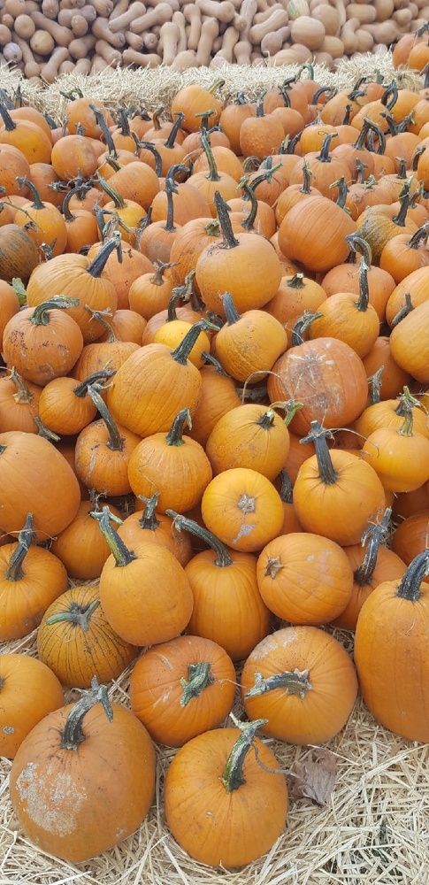 Фотография автора Ольга Мусина