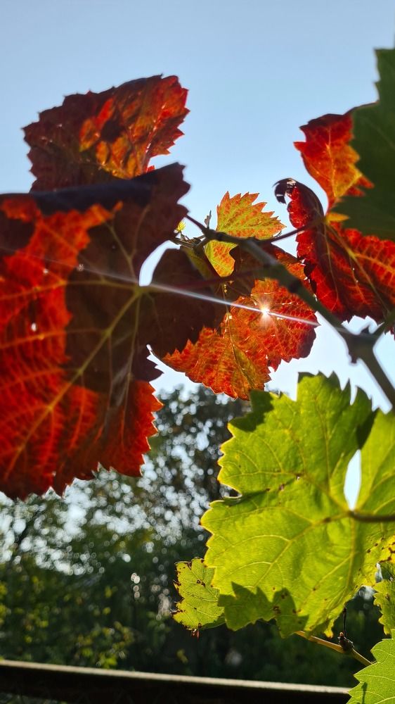 Photograph by Кетино Гвасалия