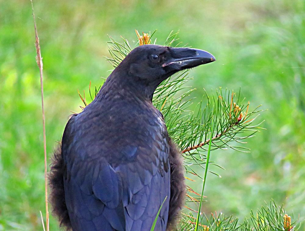 Photograph by Галина Пименова