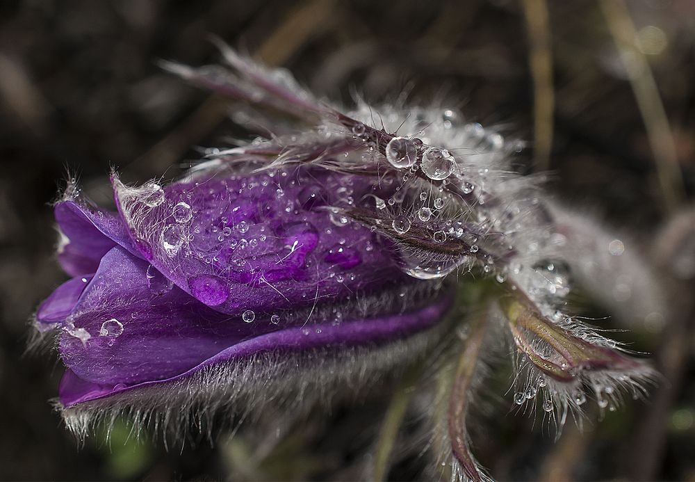 Photograph by Дроздова Наталья
