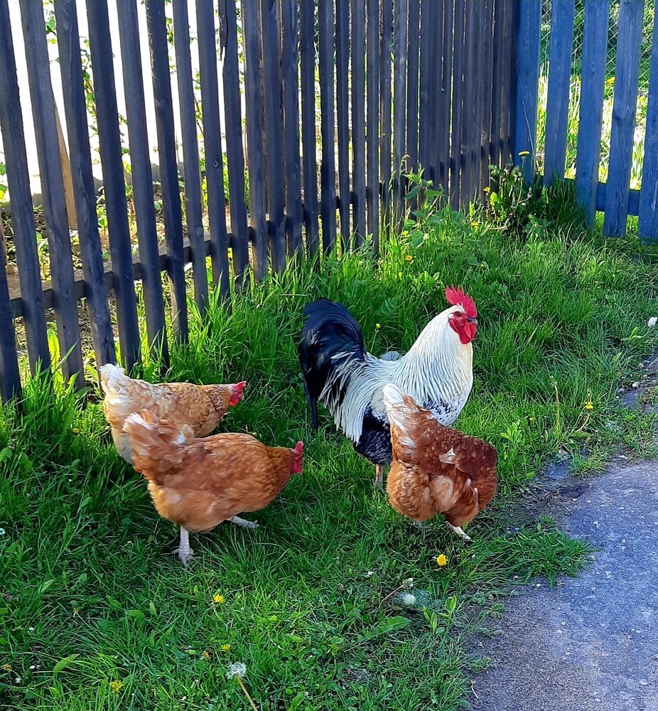 Фотография автора Ирина Лукьянчик