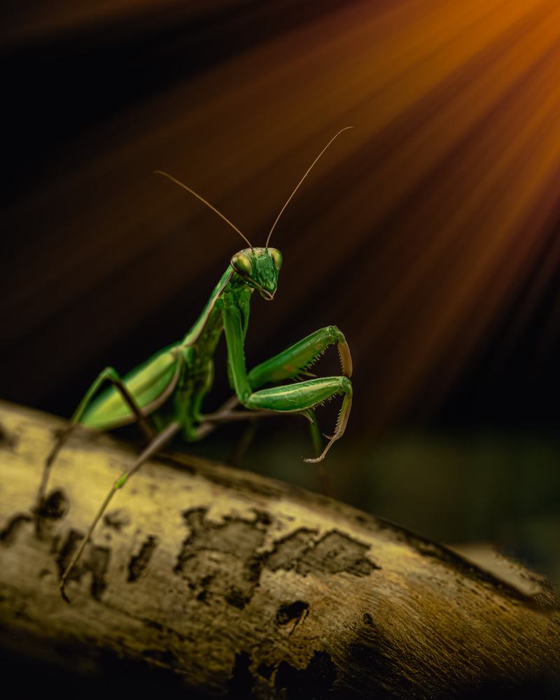 Photograph by дмитрий игнатов